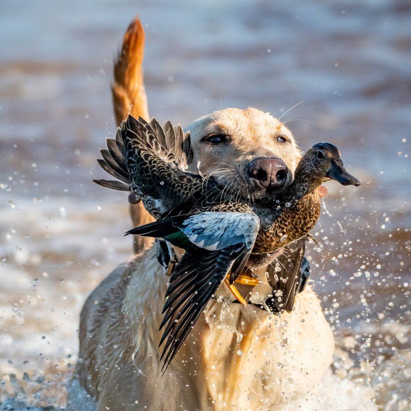 Texas Duck Hunting At Its Finest | Red Bluff Prairie Hunting Club