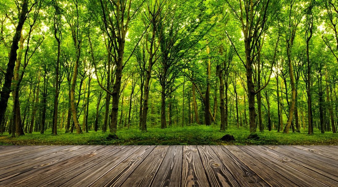 There is a wooden floor in the foreground and a forest in the background.
