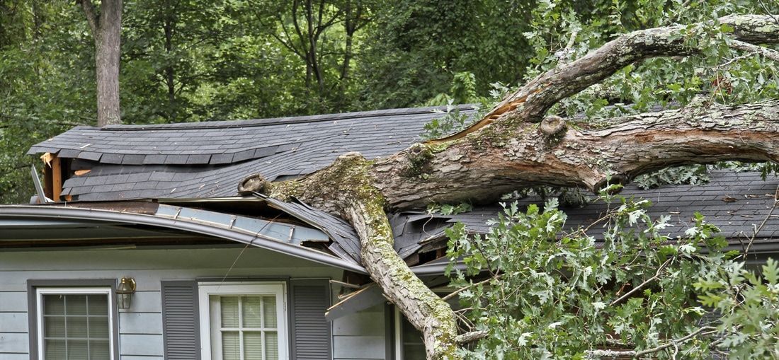 A tree has fallen on the roof of a house.