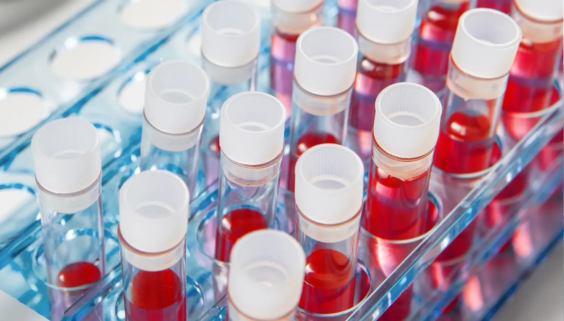 Tubos de ensaio com amostras de líquido vermelho organizados em suporte de laboratório para análise clínica ou pesquisa farmacêutica.