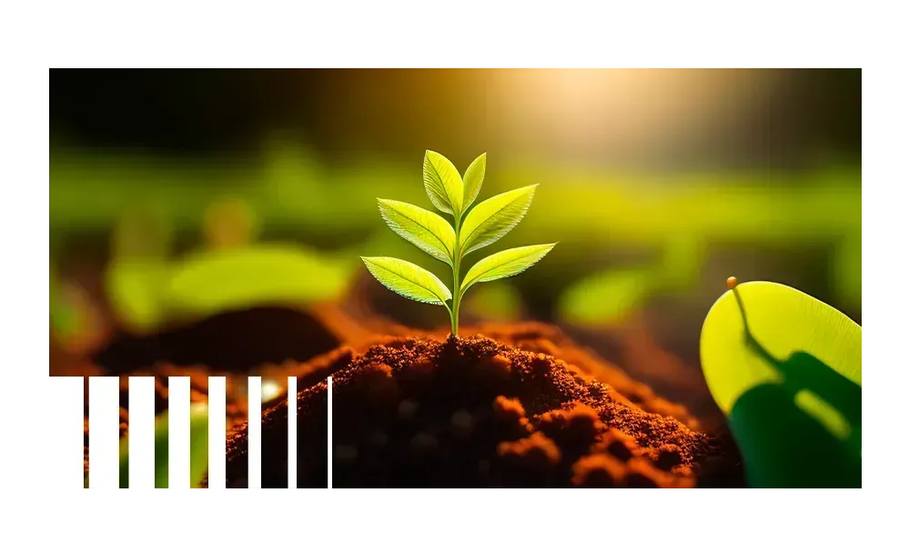 planta nascendo