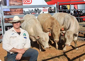 Man kneels between two large bulls in a grassy field on a sunny day. The bulls are reddish-brown and tan.