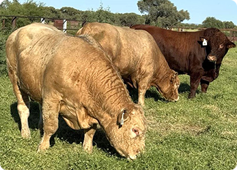 Two men in cowboy hats at an Australian Grassfed Meats display, with green and black branding.
