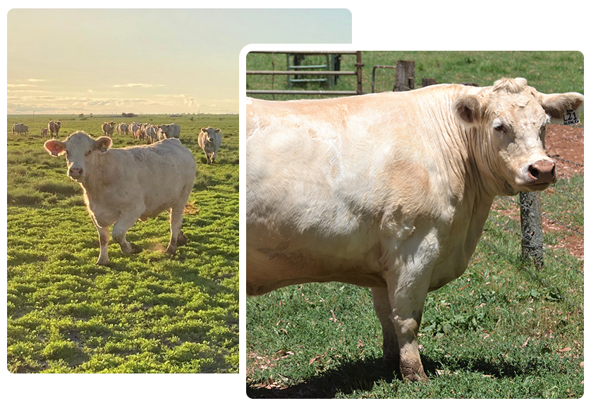 Two light-colored cows standing in a grassy field. One is in a field of tall grass.