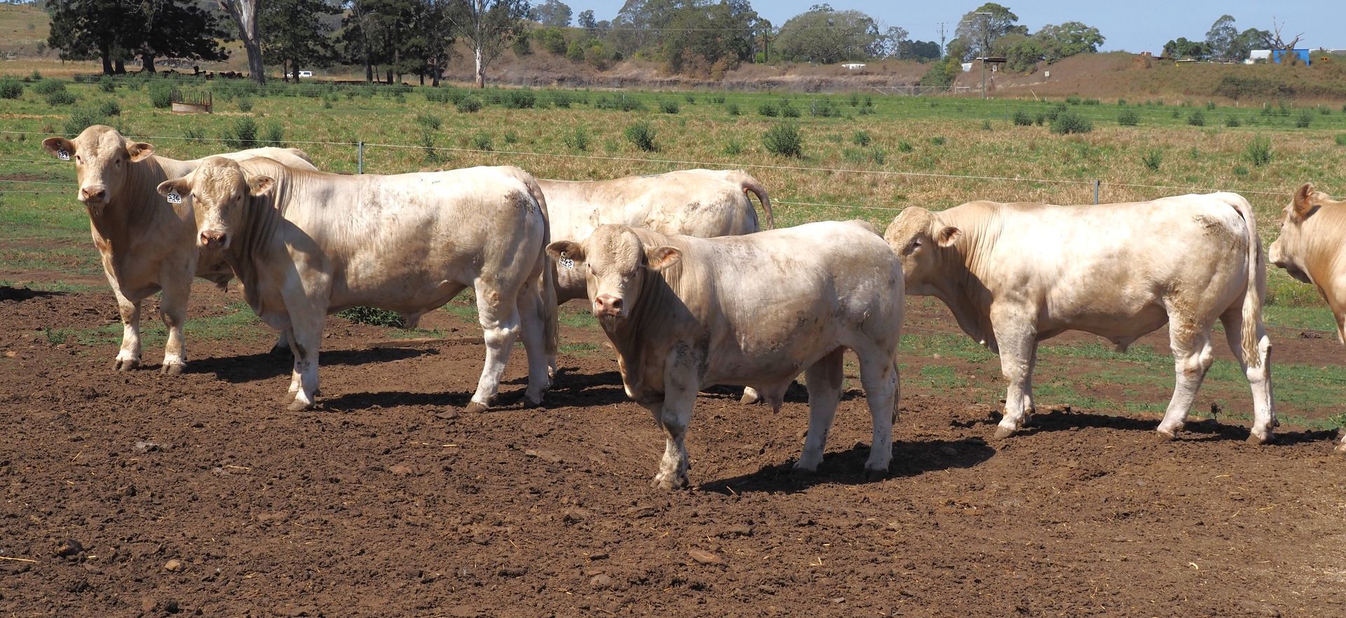 Brown bull grazing, next to scientists in protective suits examining DNA on a computer screen.