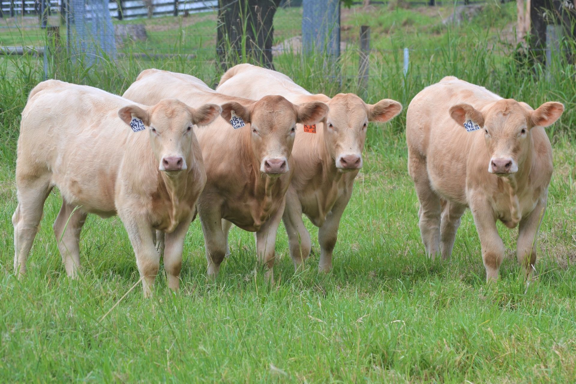 Brown bull grazing, next to scientists in protective suits examining DNA on a computer screen.