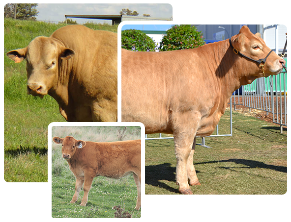 Three pale brown Charolais cattle grazing on grassy fields.
