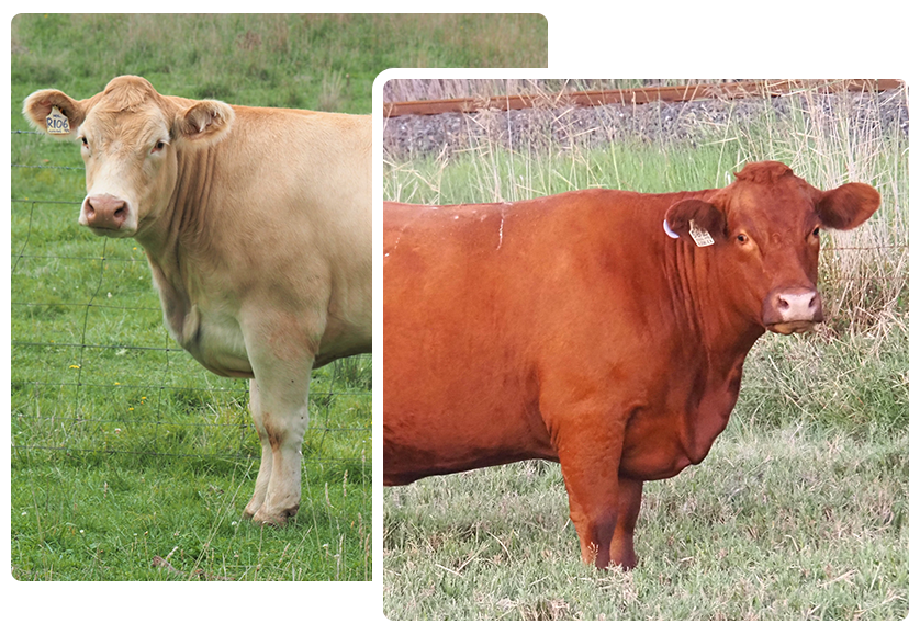 Two tan-colored bulls standing in grassy areas, one next to a tree and the other near a wooden fence.