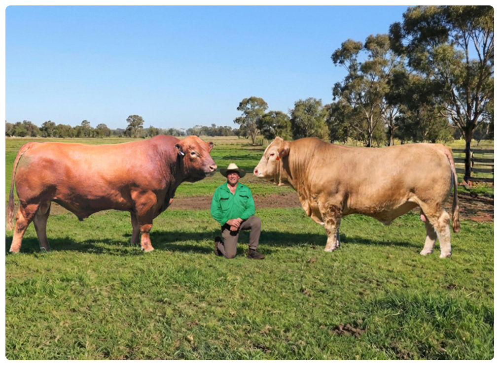 Two bulls and a person kneeling in a grassy field. The bulls are different colors, tan and rust.