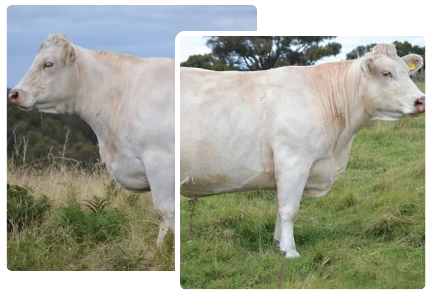 Two light-colored cows standing in a grassy field. One is in a field of tall grass.