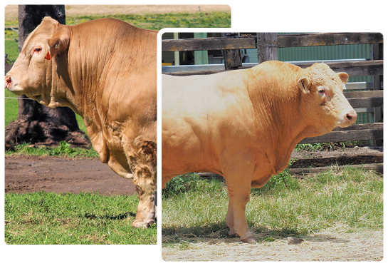 Two tan-colored bulls standing in grassy areas, one next to a tree and the other near a wooden fence.