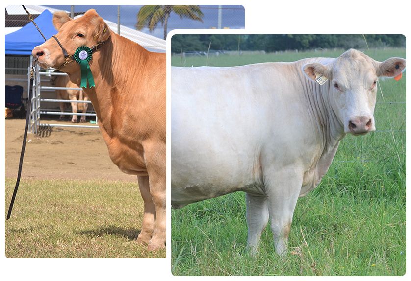 Two cows in a grassy area, one tan with a ribbon, one white.