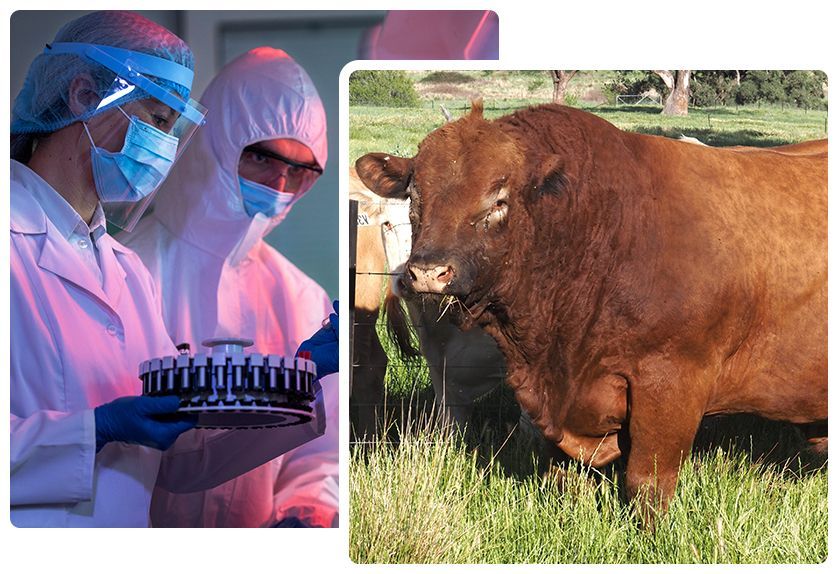 Scientists in lab coats examining samples; a brown bull in a field of grass.