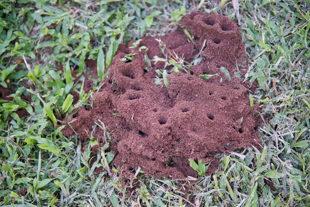 Photo of ant mound in the grass