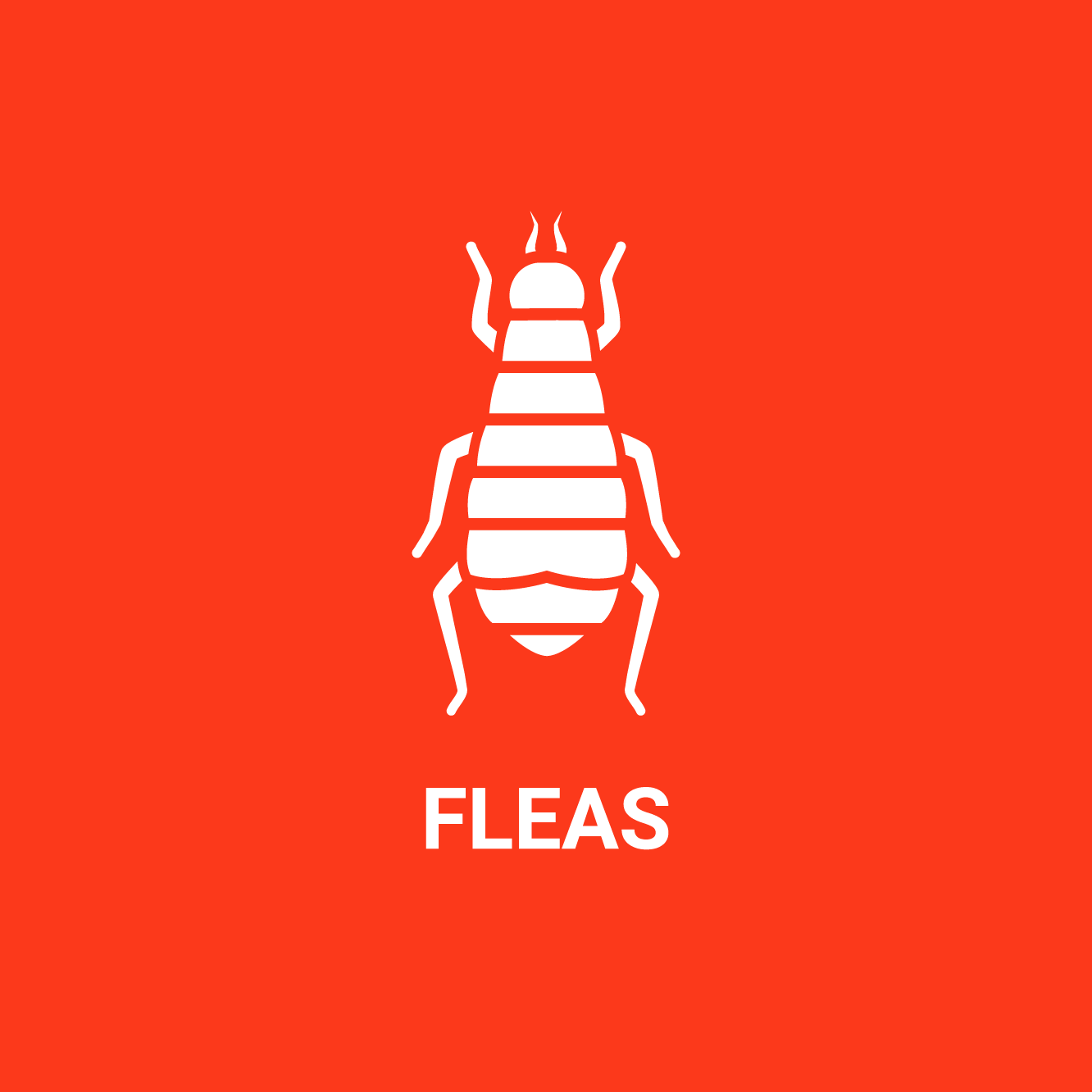 A white flea icon on a red background.