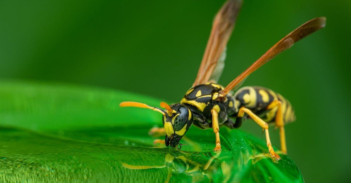 A close up of a hornet on a green leaf.