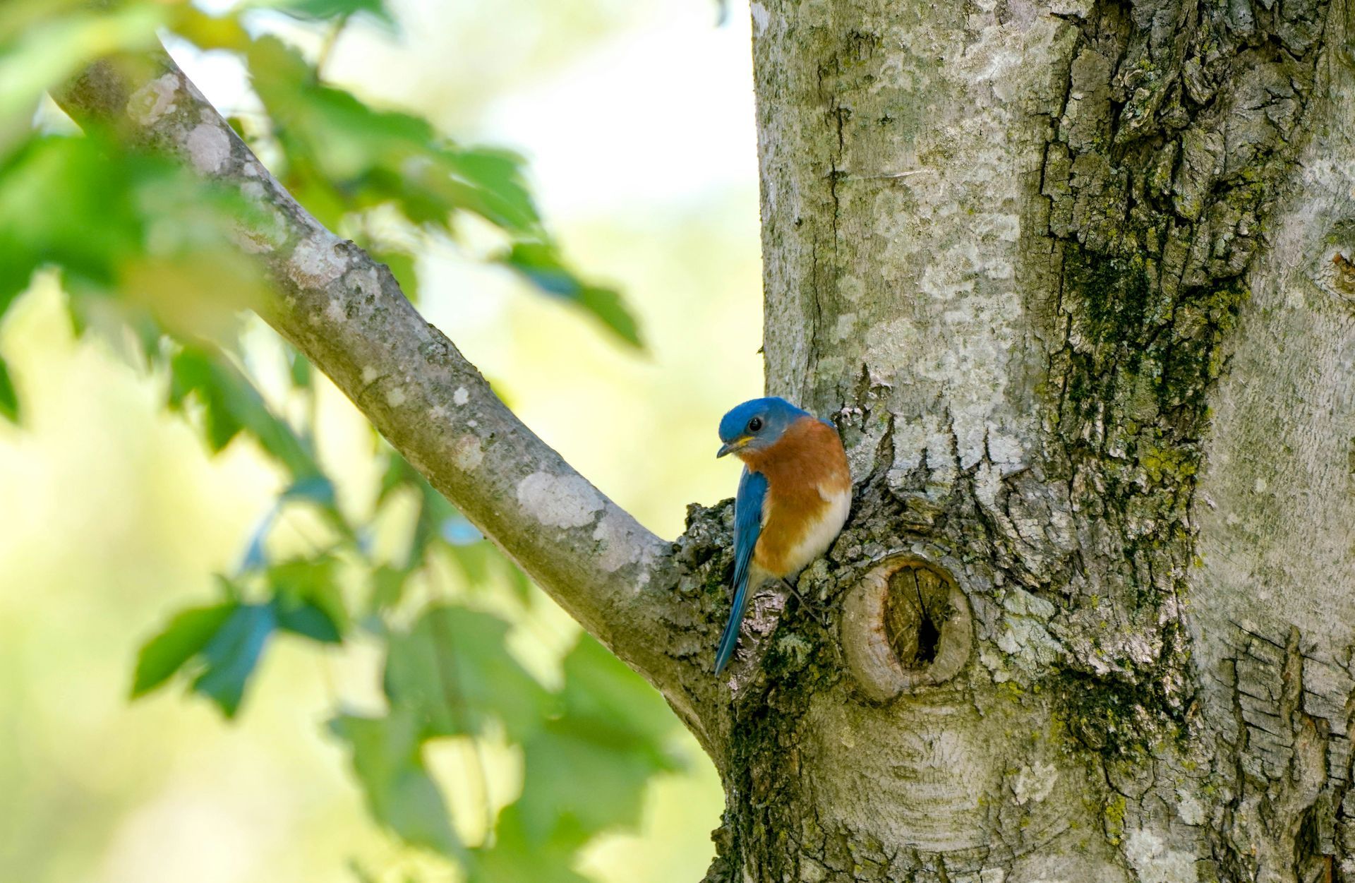 Bluebird Home