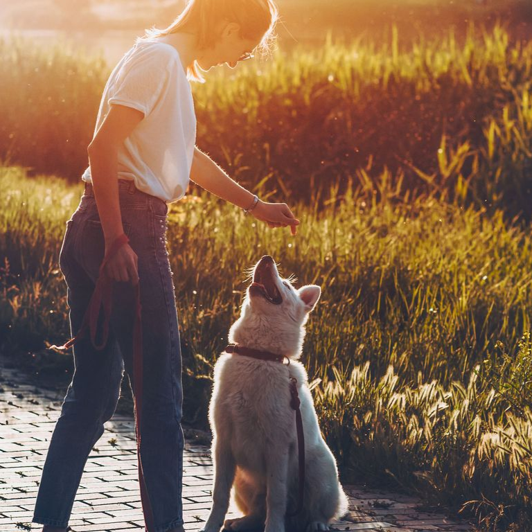 Pet Training in Poulsbo | Kitsap County Dog Training