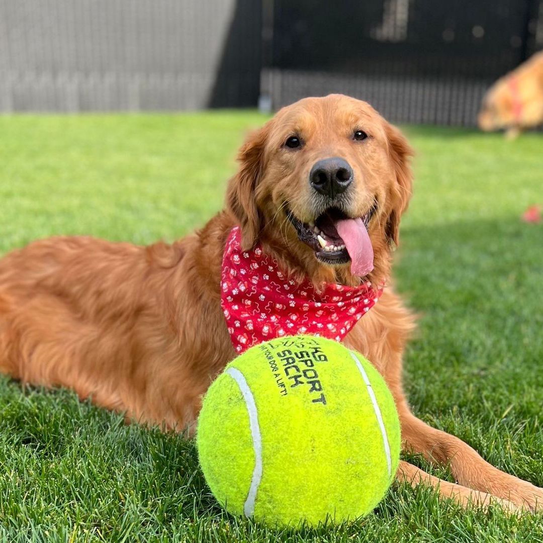 Pet Daycare in Poulsbo | Kitsap County Dog Daycare