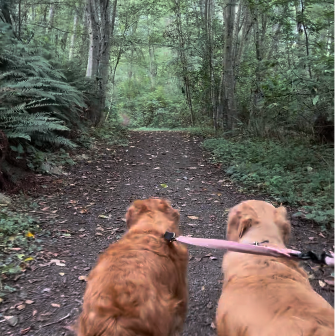 Pet Walking in Poulsbo | Kitsap County Dog Walking