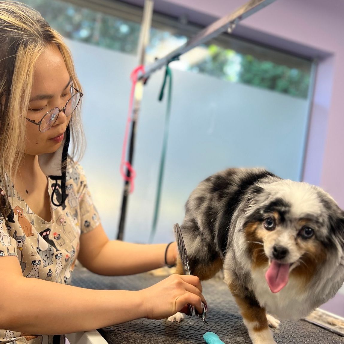 Pet Grooming in Poulsbo | Kitsap County Dog Grooming
