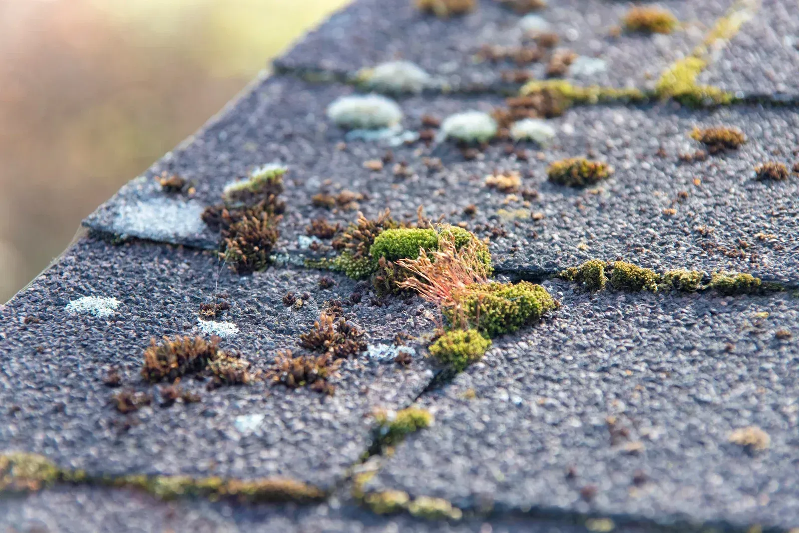 A pipe is sitting on top of a green roof.