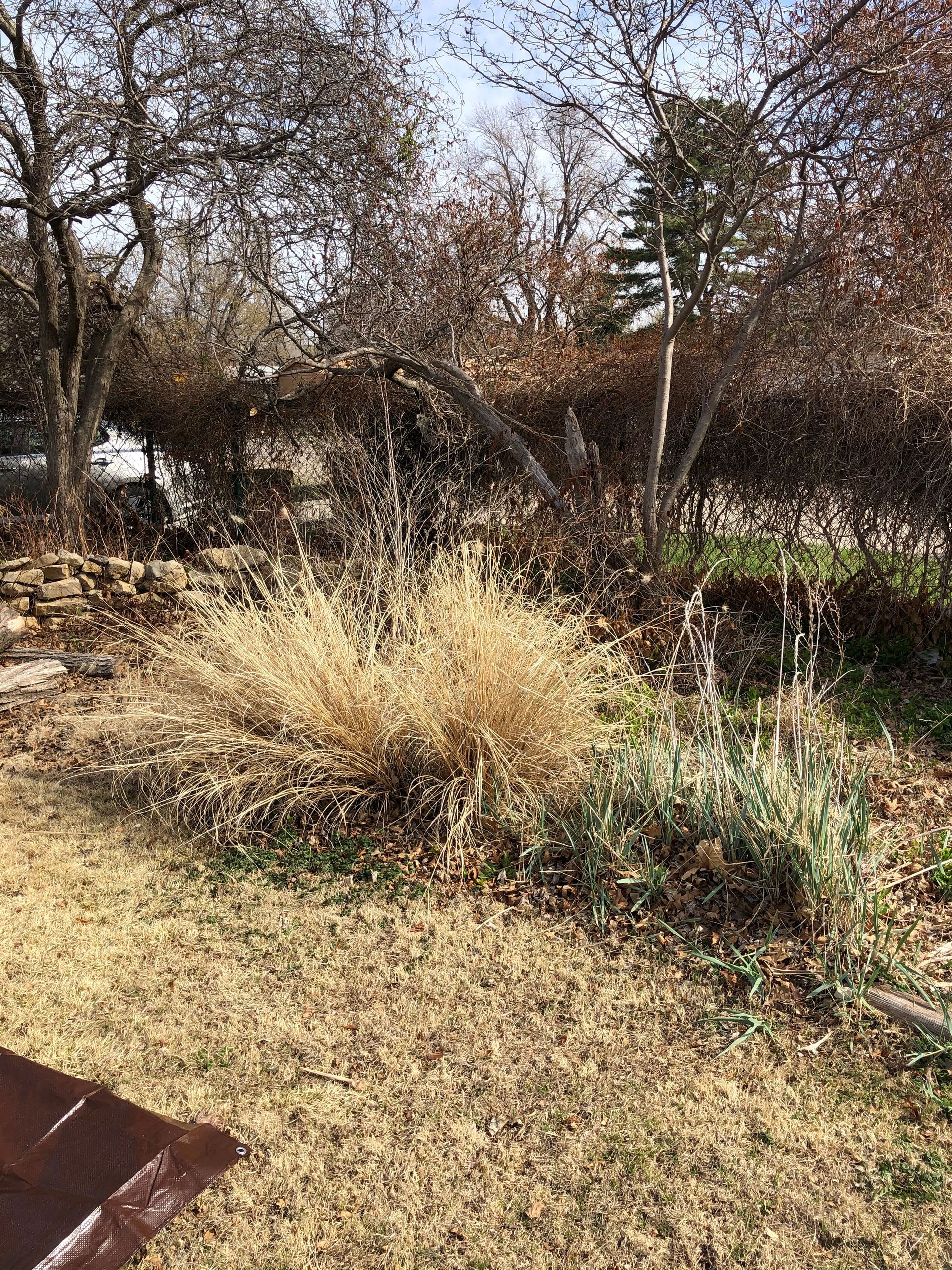 a yard with a lot of dry grass and trees in the background .