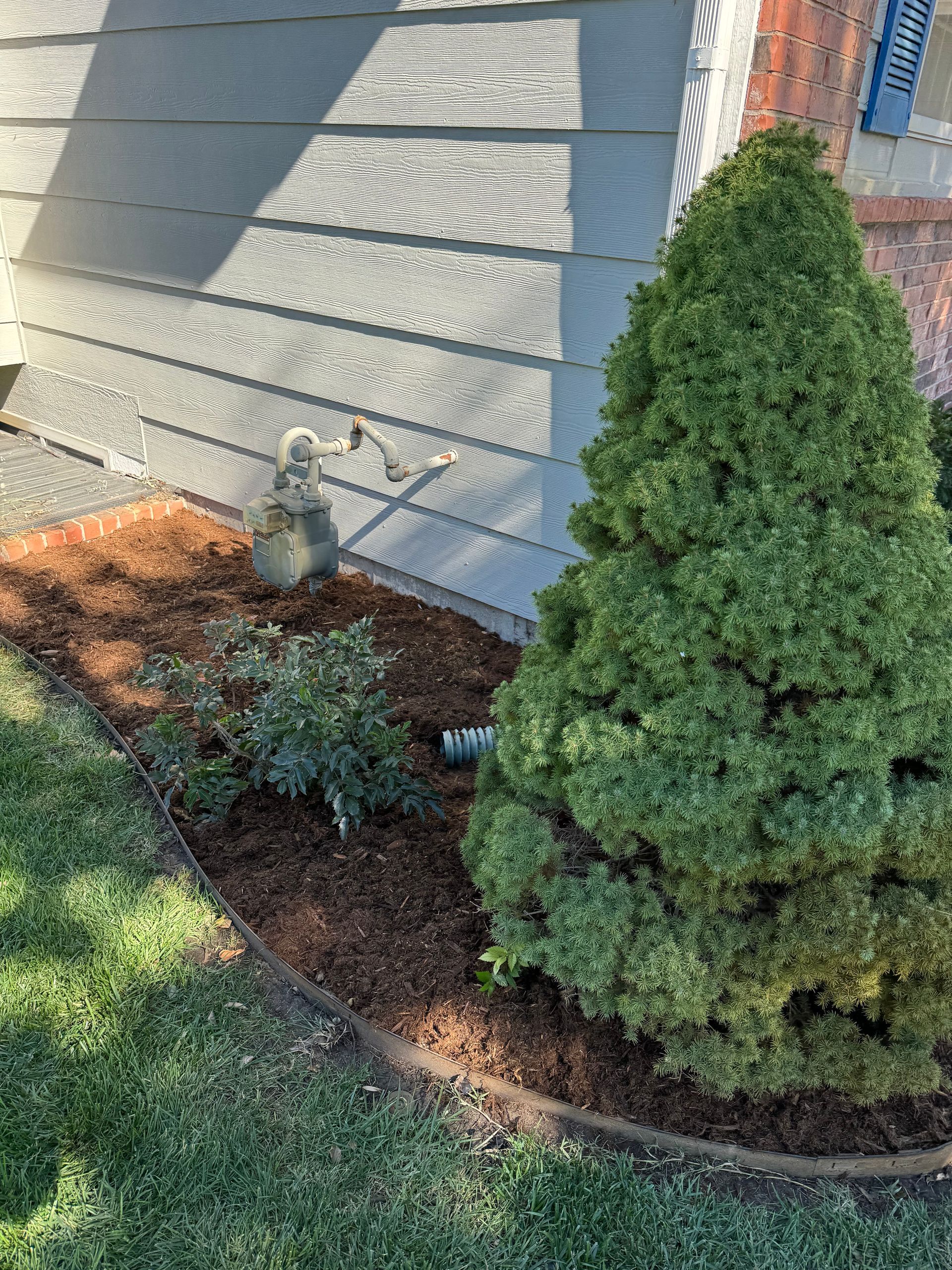 there is a small tree in the middle of the yard next to a house .