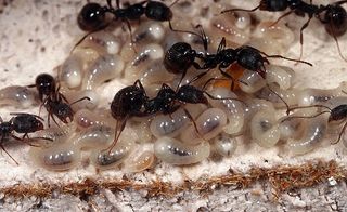 Ants 2