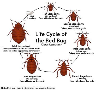 Bed buy life cycle