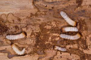 wood worms