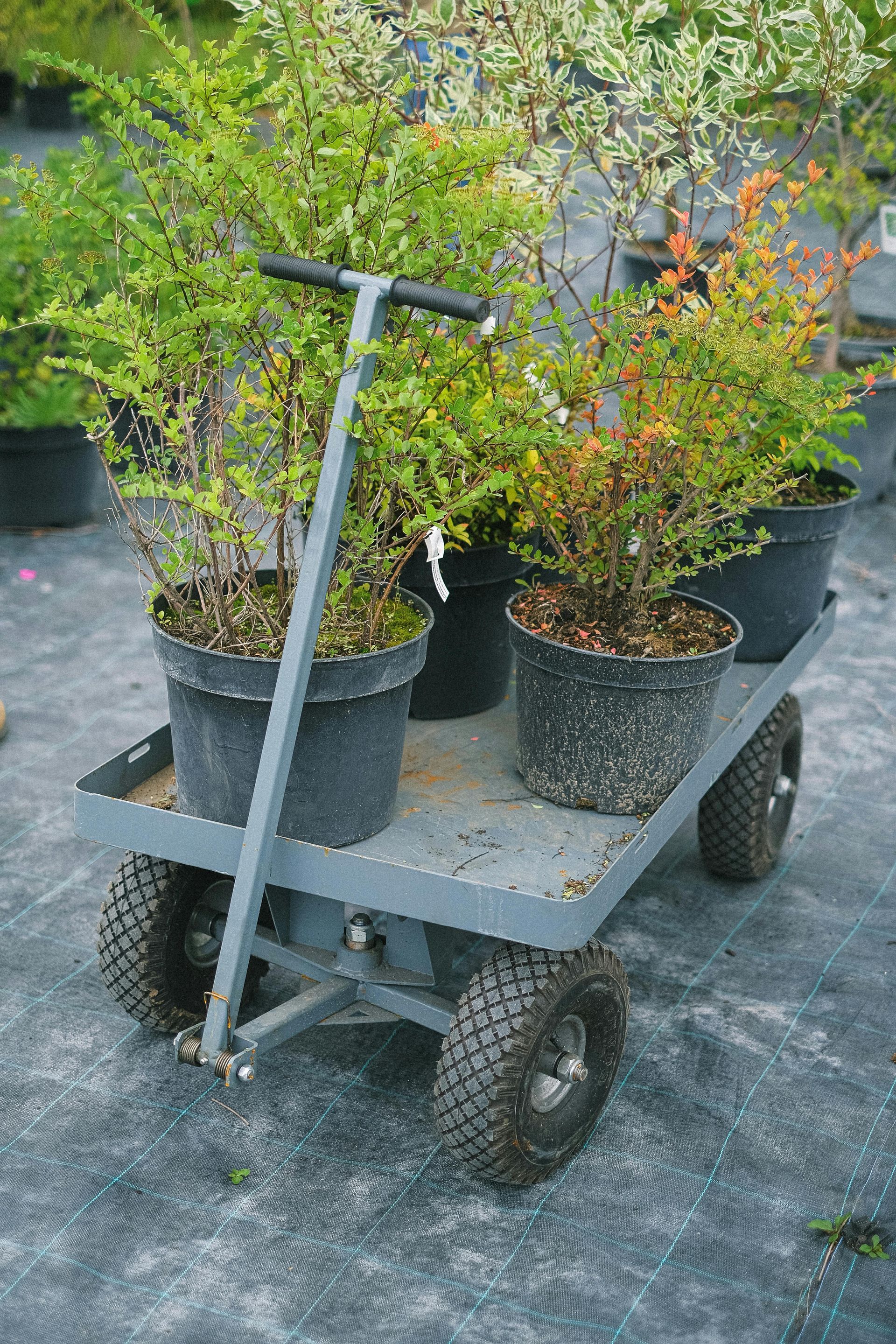 Un chariot rempli de plantes en pot est posé sur le sol.