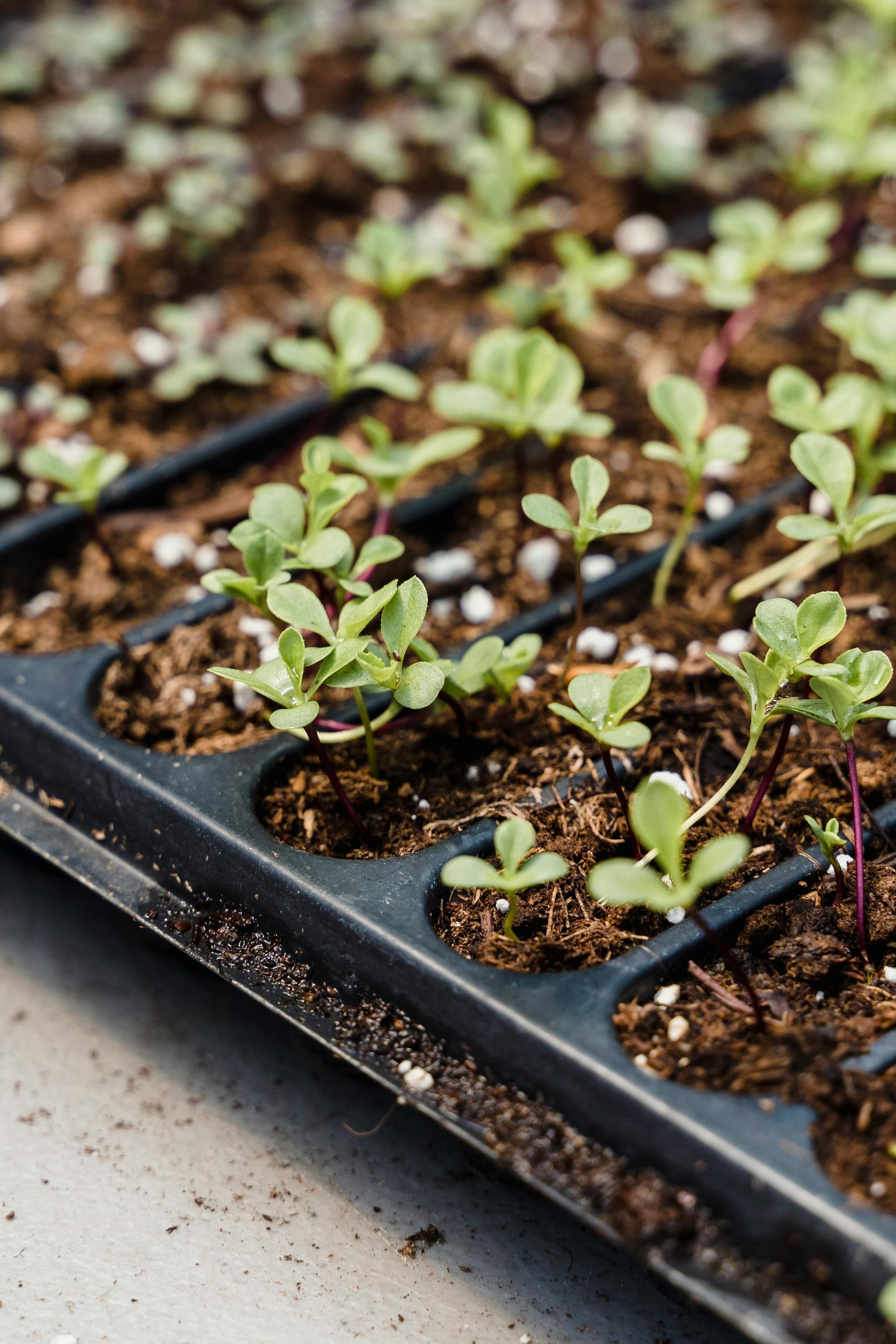 Un plateau rempli de nombreuses petites plantes poussant hors du sol.