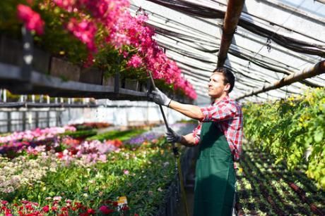 Un homme travaille dans une serre avec des fleurs.