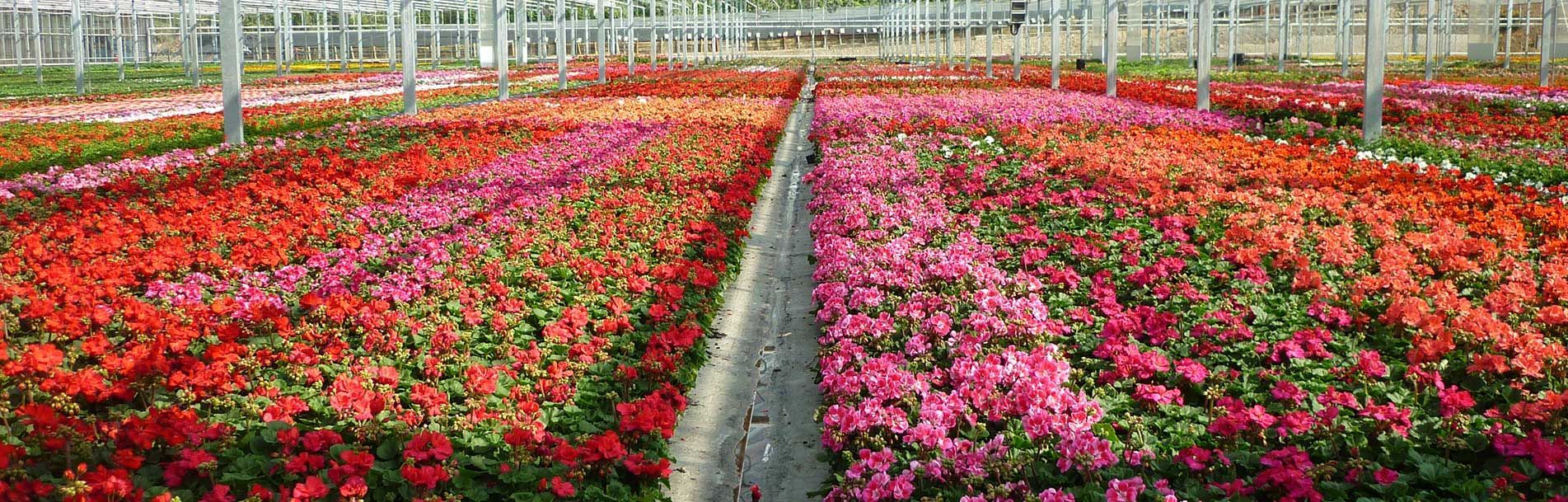 Une serre remplie de nombreuses fleurs de couleurs différentes.