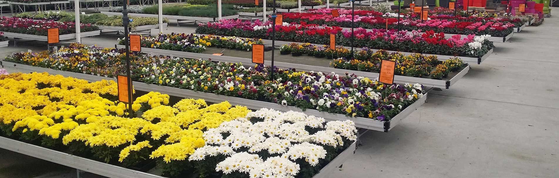 Une rangée de plateaux remplis de fleurs dans une jardinerie.