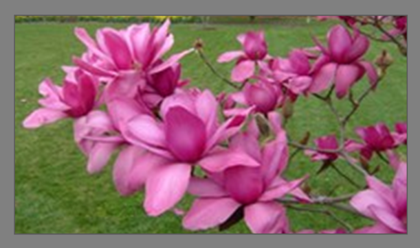 Deciduous Magnolias