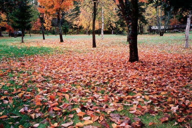 why-is-my-tree-losing-leaves-in-the-spring