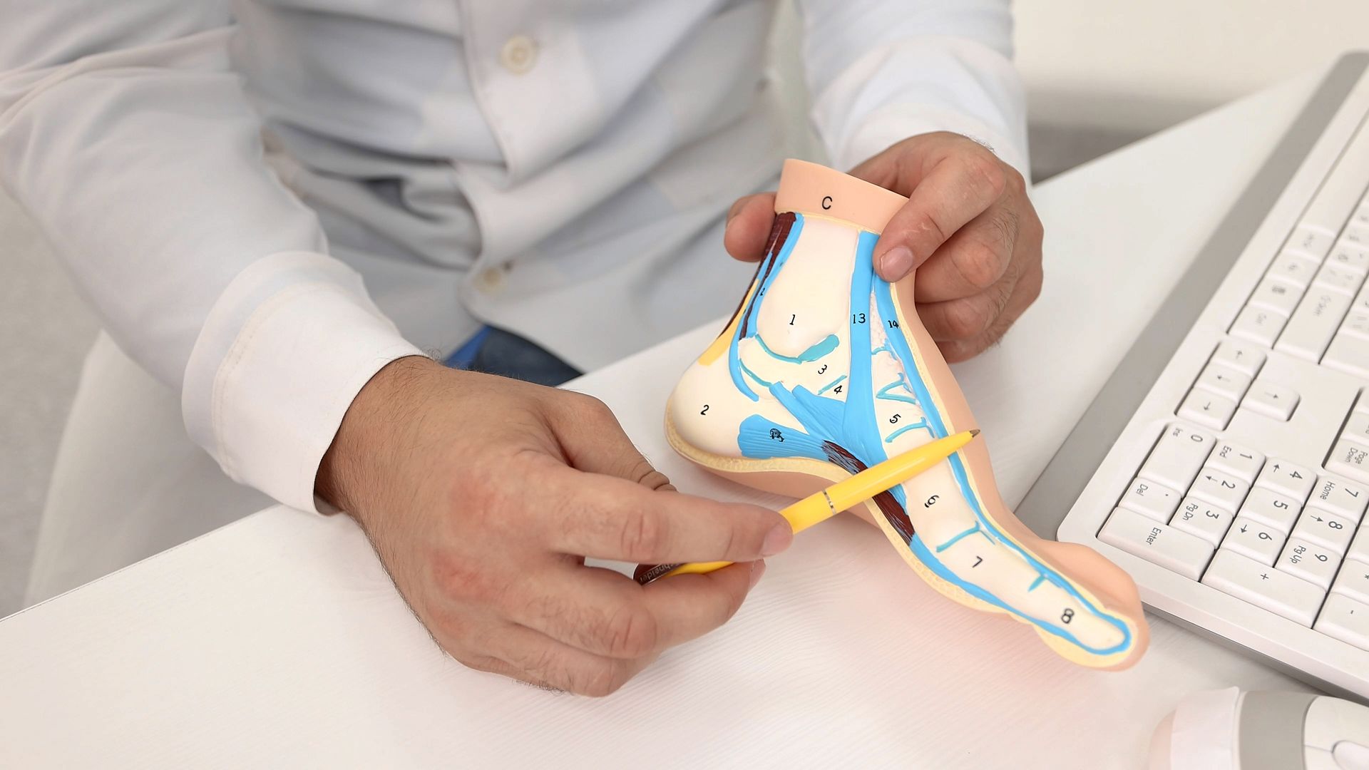 Doctor using a pen to point out structures on a detailed anatomical foot model. Doctor using a pen to point out structures on a detailed anatomical foot model.