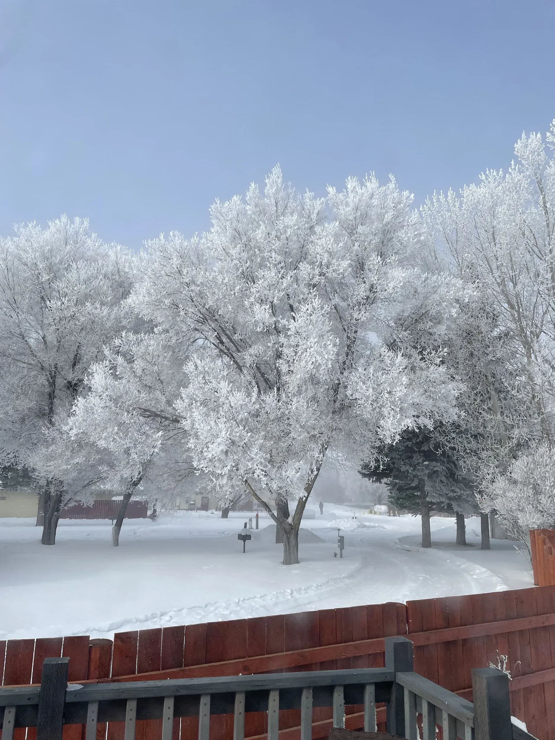 Snow-covered trees and ground. Red wooden fence in foreground, blue sky in the background.