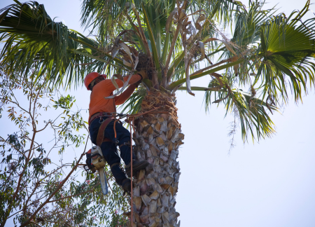 landscaper trimming a palm tree in orange county