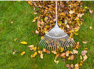 yard clean up service in orange county