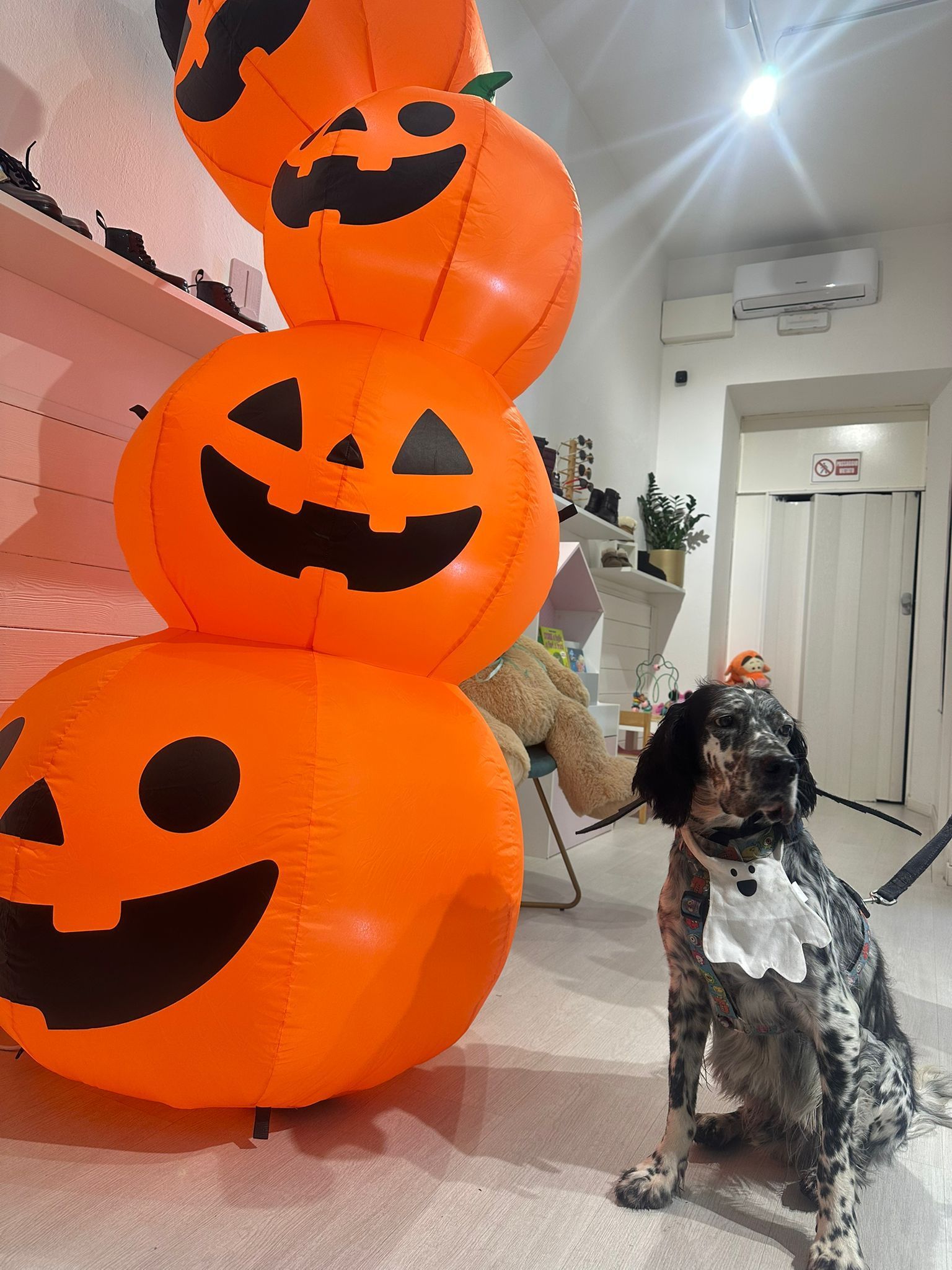 Un cane con un papillon è seduto accanto a una pila di zucche gonfiabili in casa.