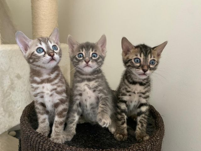 New era hot sale bengal kittens