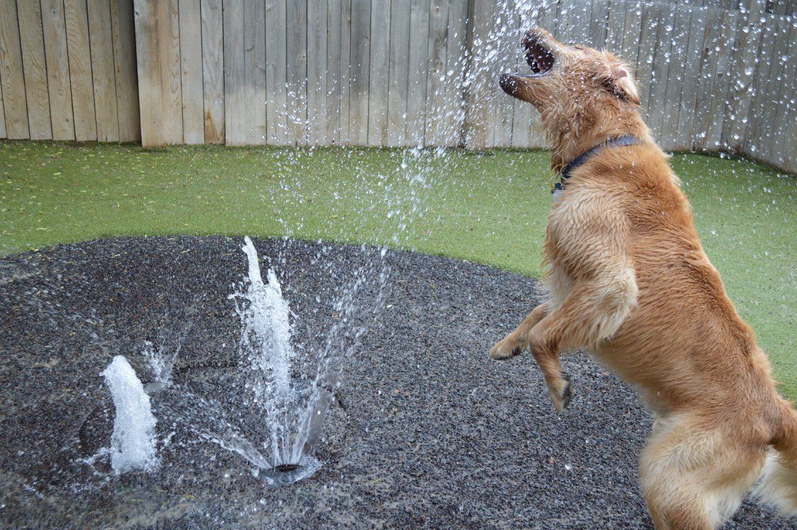 A dog is standing on its hind legs in front of a fountain.