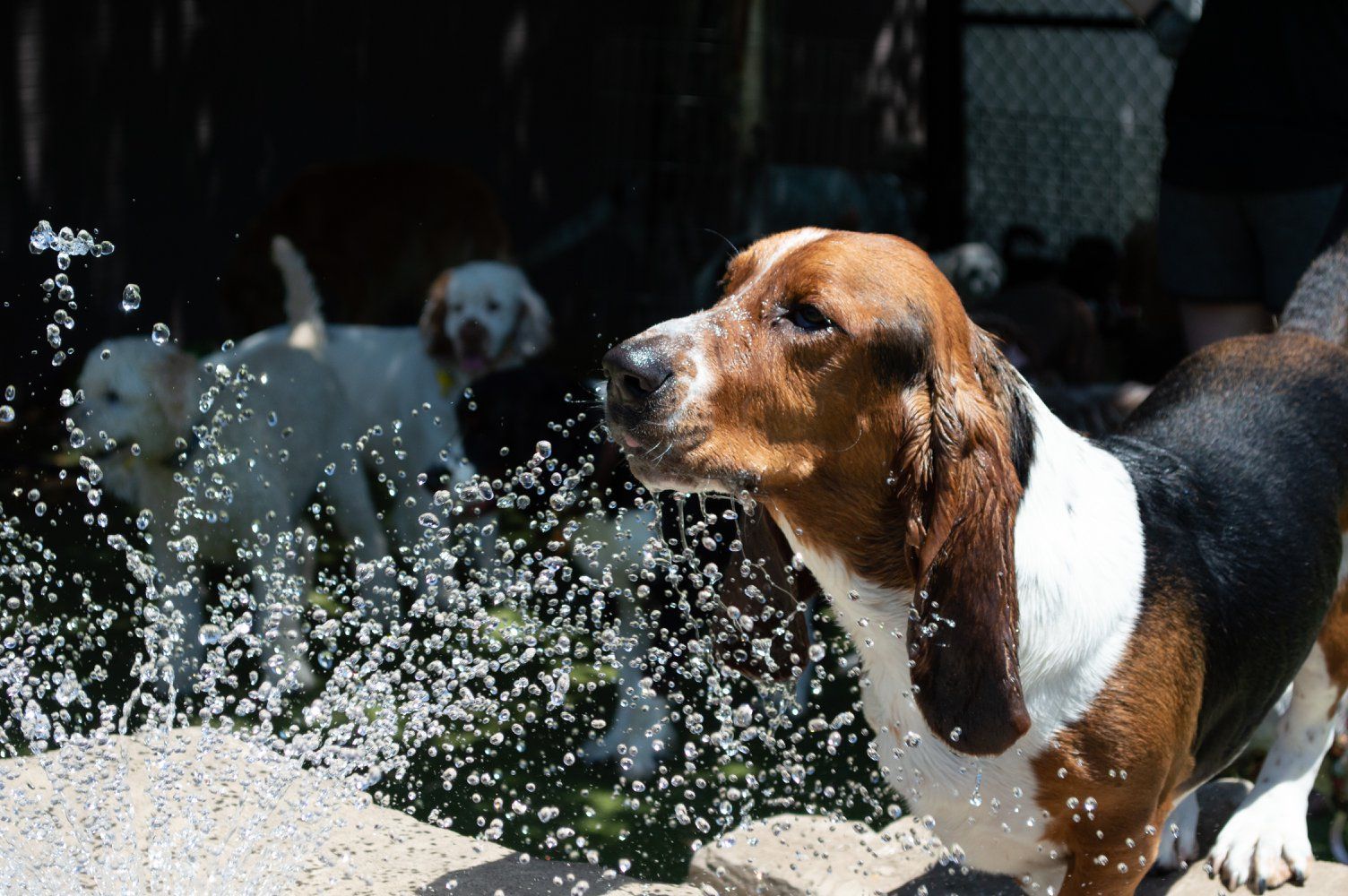 A brown and white dog is standing in a puddle of water