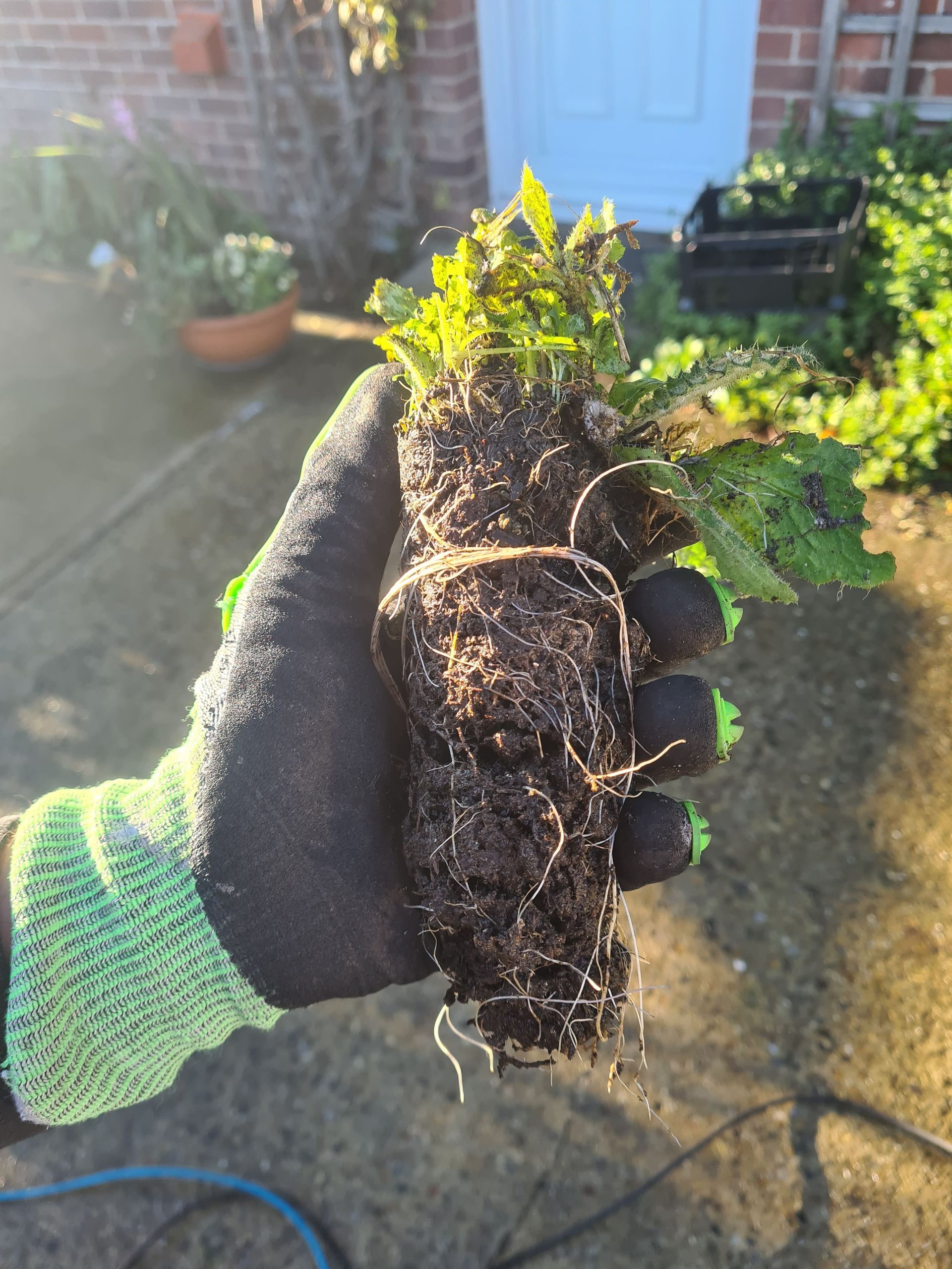 foliage removed from a gutter during cleaning