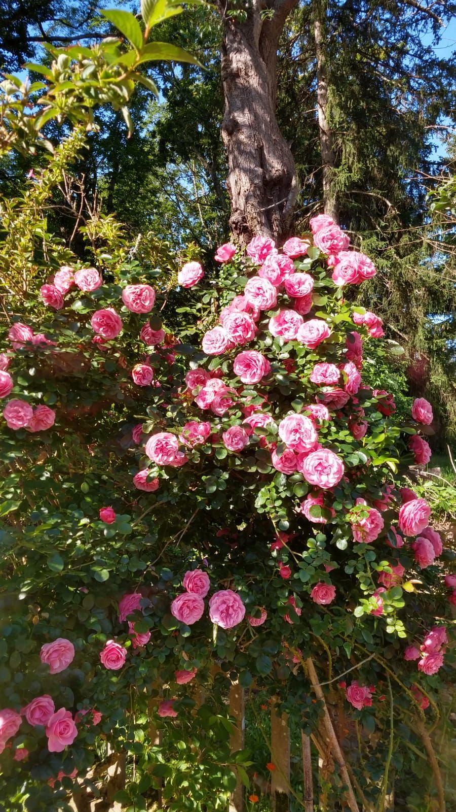 Een struik met veel roze rozen