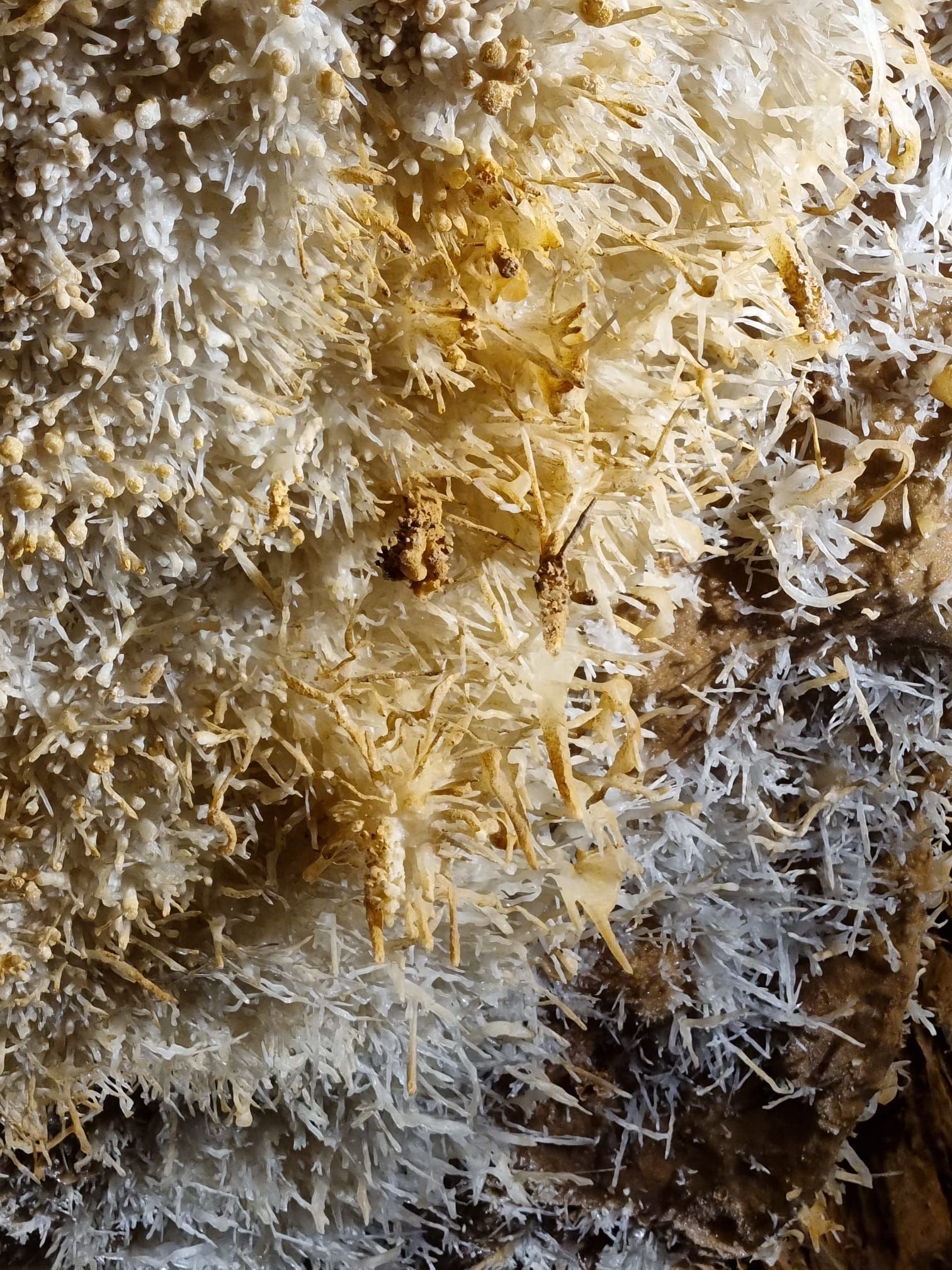 Close-up van het plafond van de grot met witte en bruine kristalformaties.