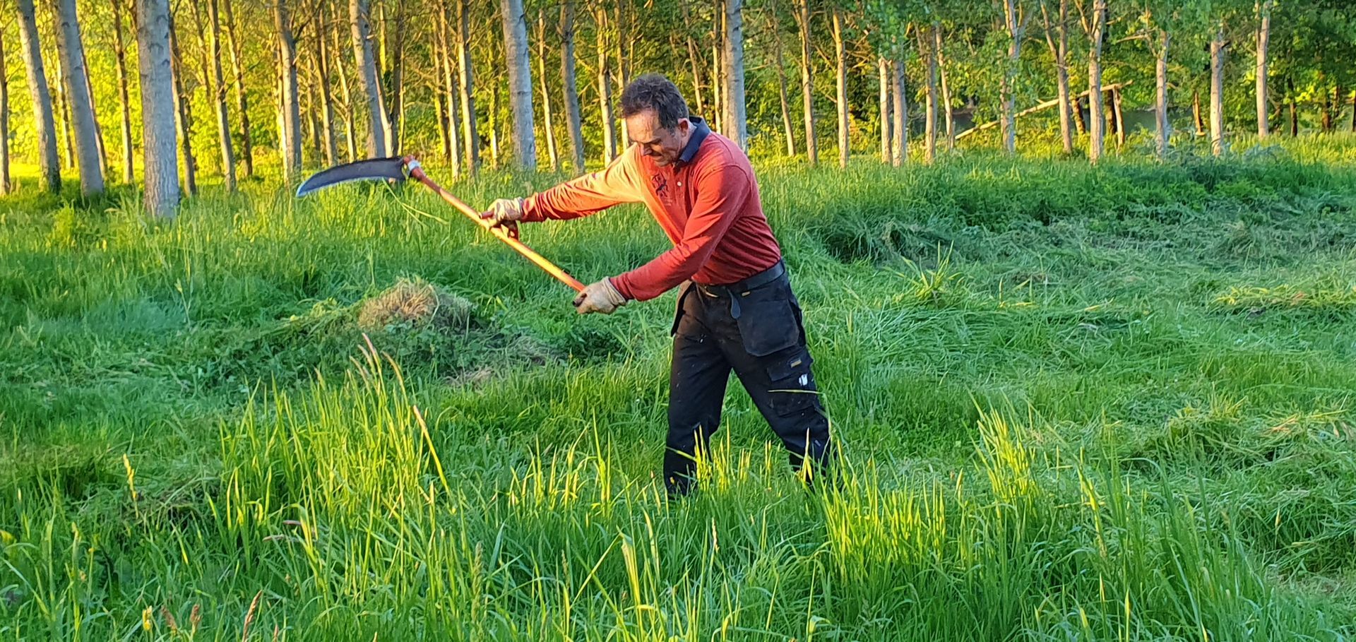 A man in red shirt scything grass in a field near a forest.